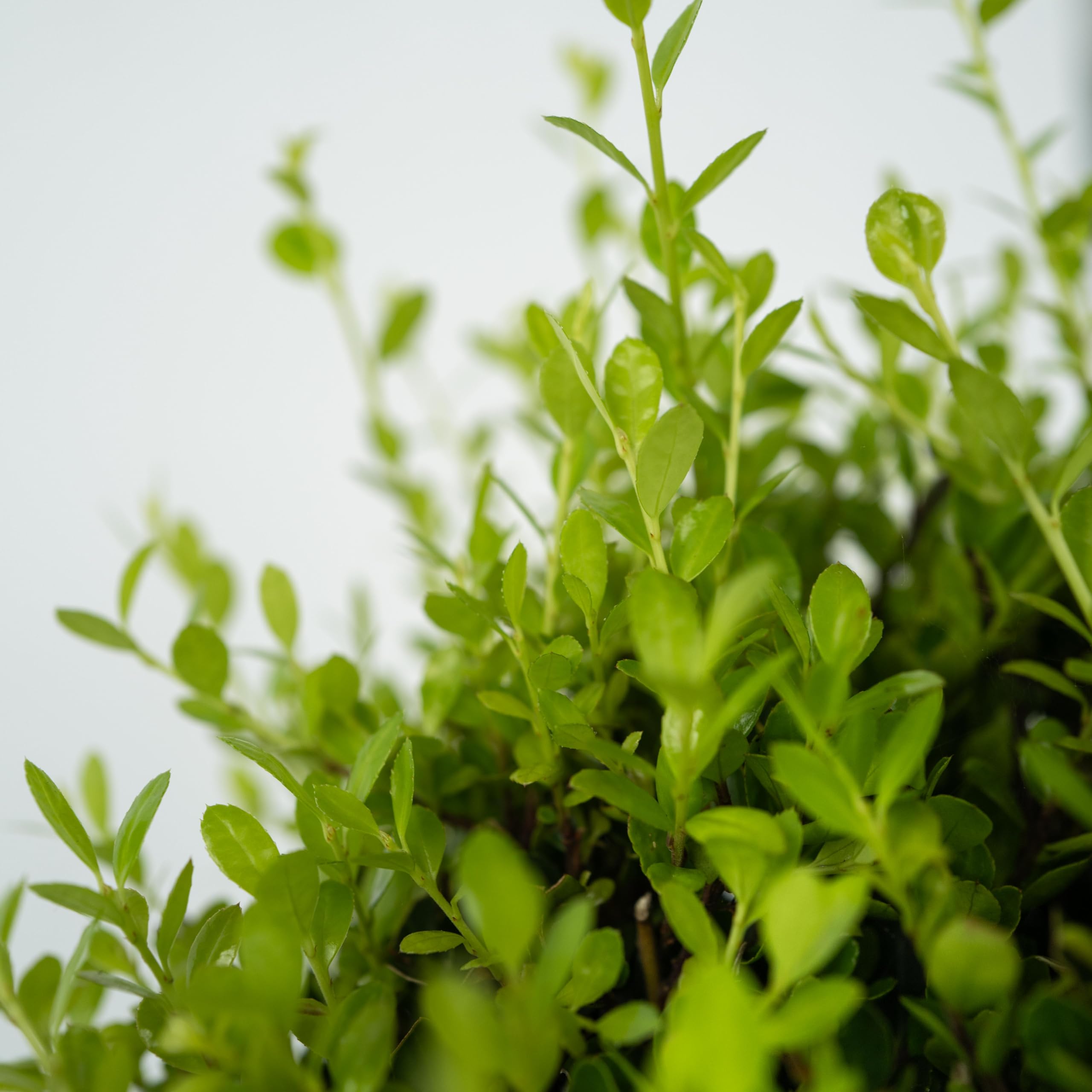 Plant in a Box - Ilex crenata - Forma sferica 'Agrifoglio giapponese' - set da 2 - Sostituto del bosso - Pianta da giardino - ⌀17 cm - Altezza 30-40 cm