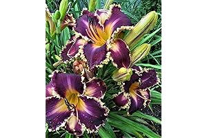 Reblooming Daylilies by Plantation Planting Professional Planting USA