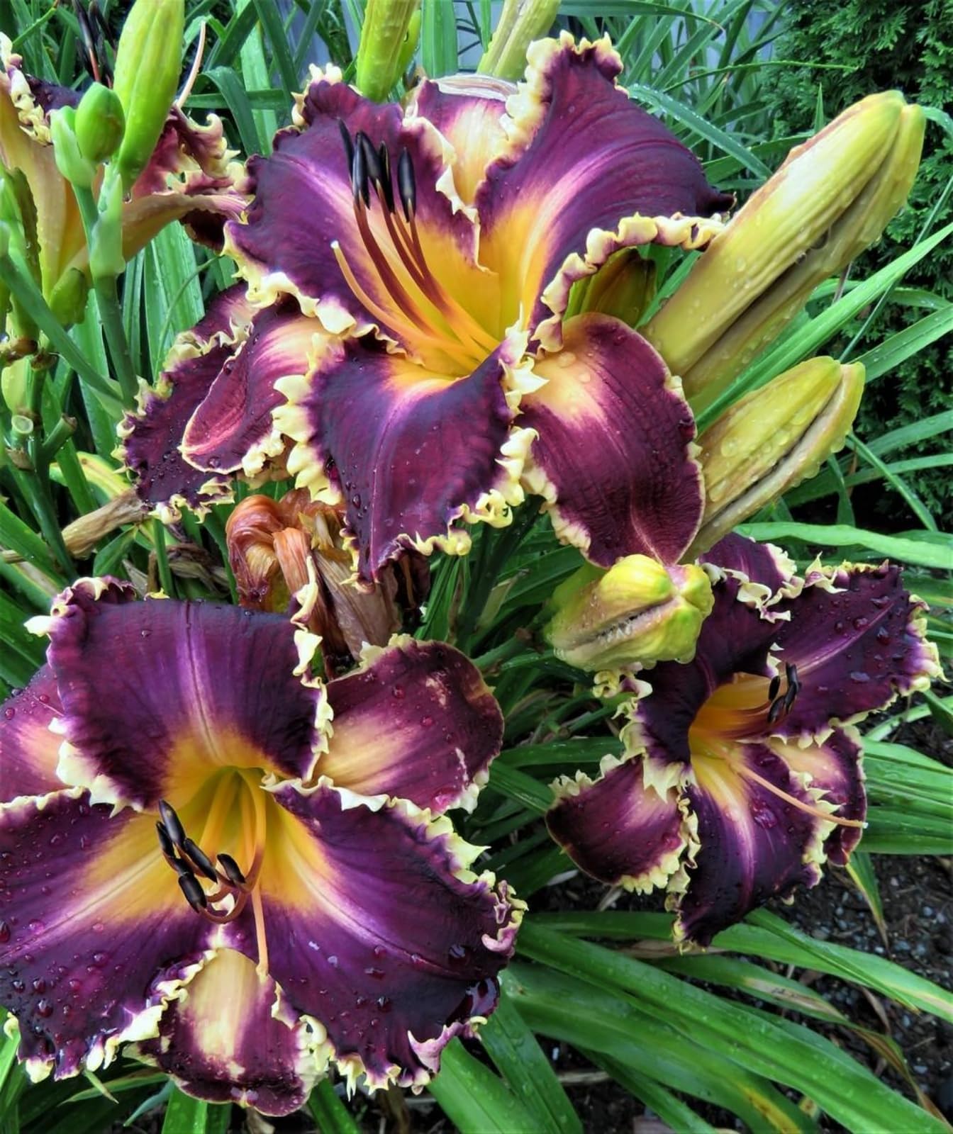 Daylily （Plantation Planting Professional Planting USA, 5 bulbs