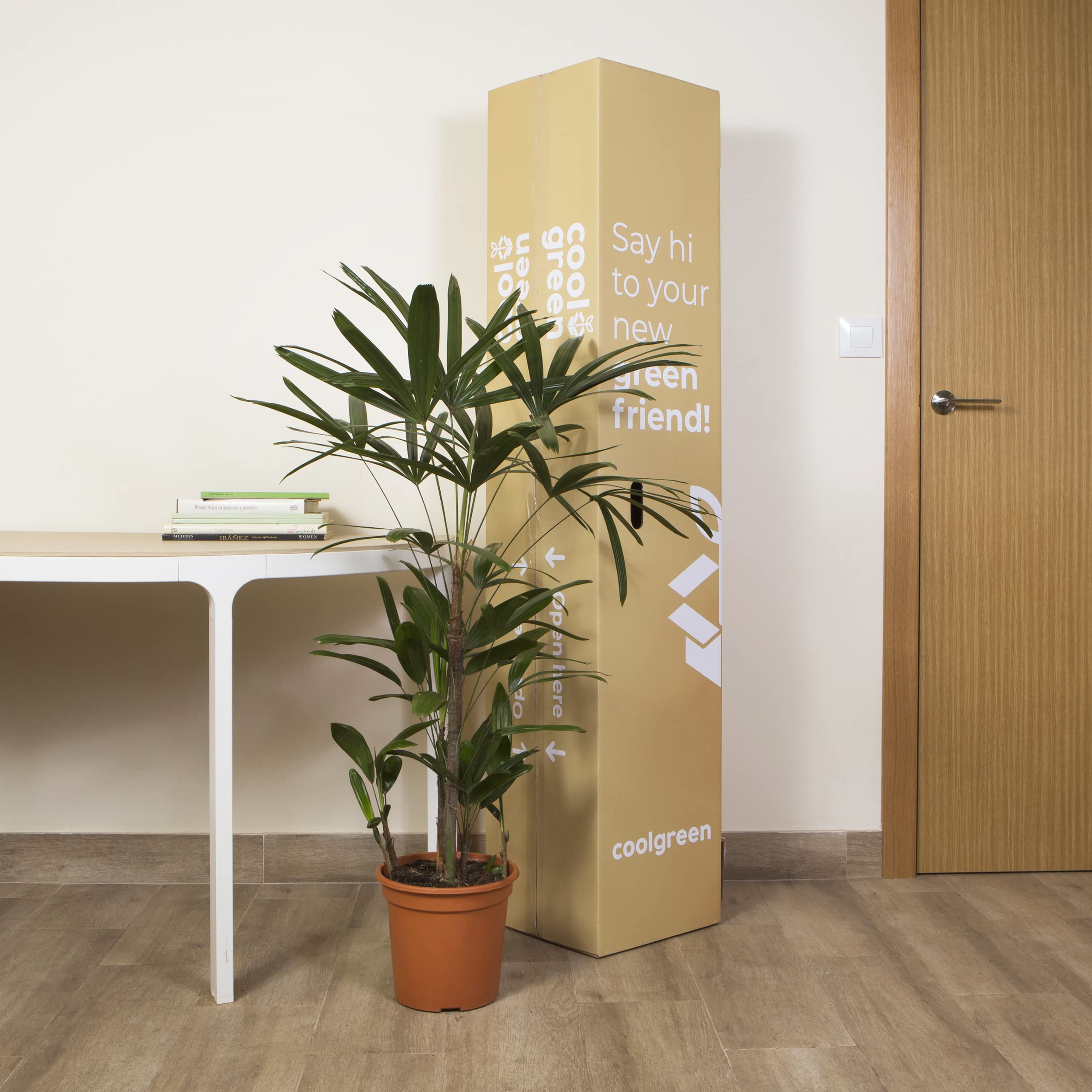 Cool Green - Plantas Naturales - Rhapis Excelsa