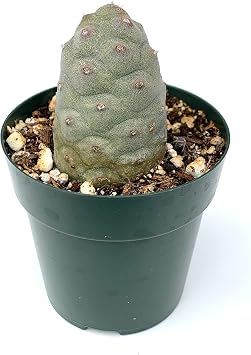 Pine Cone Cactus Tephrocactus Articulatus VAR Inermis Live Potted Cactus