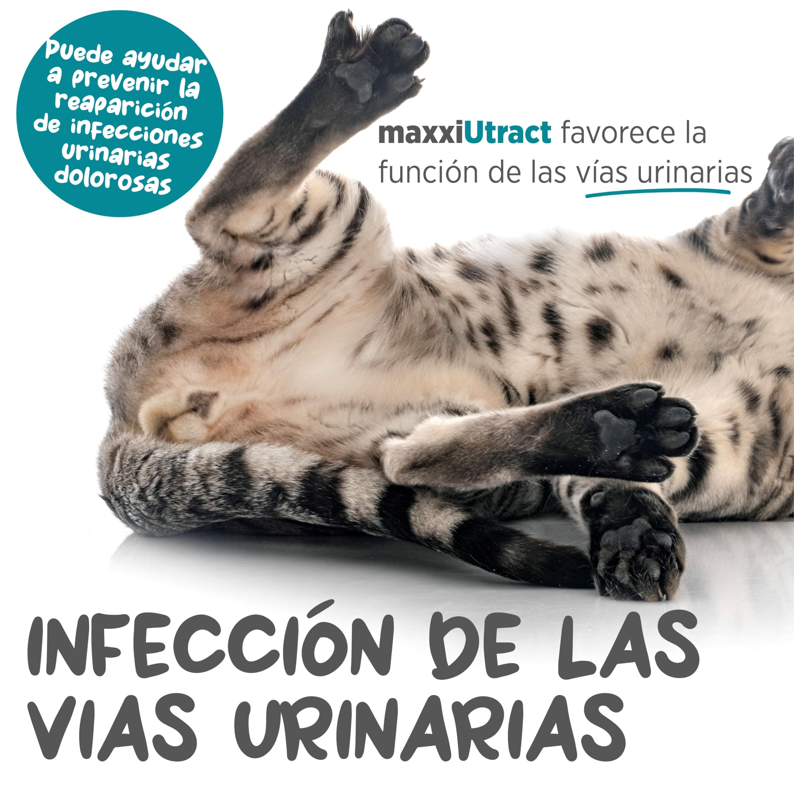 maxxipaws maxxiUtract Apoyo Urinario y de la Vejiga para Gatos - Suplemento en Polvo, 90g