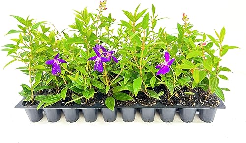 Tibouchina - Flor de princesa enana I 10 plantas vivas I Lepidotal tamaño compacto, llamativas flores moradas, tolerantes al calor, ideal para