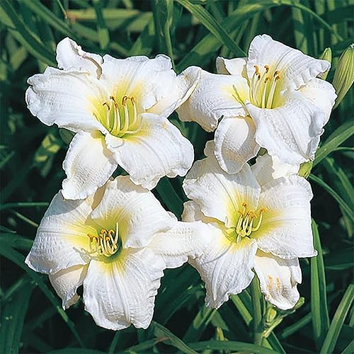 Miniatura 7 de QAUZUY GARDEN 10 semillas mixtas de Hemerocallis Fulva de tigre leonado y lirio de maíz  Flores llamativas plantas de jardín exóticas perennes
