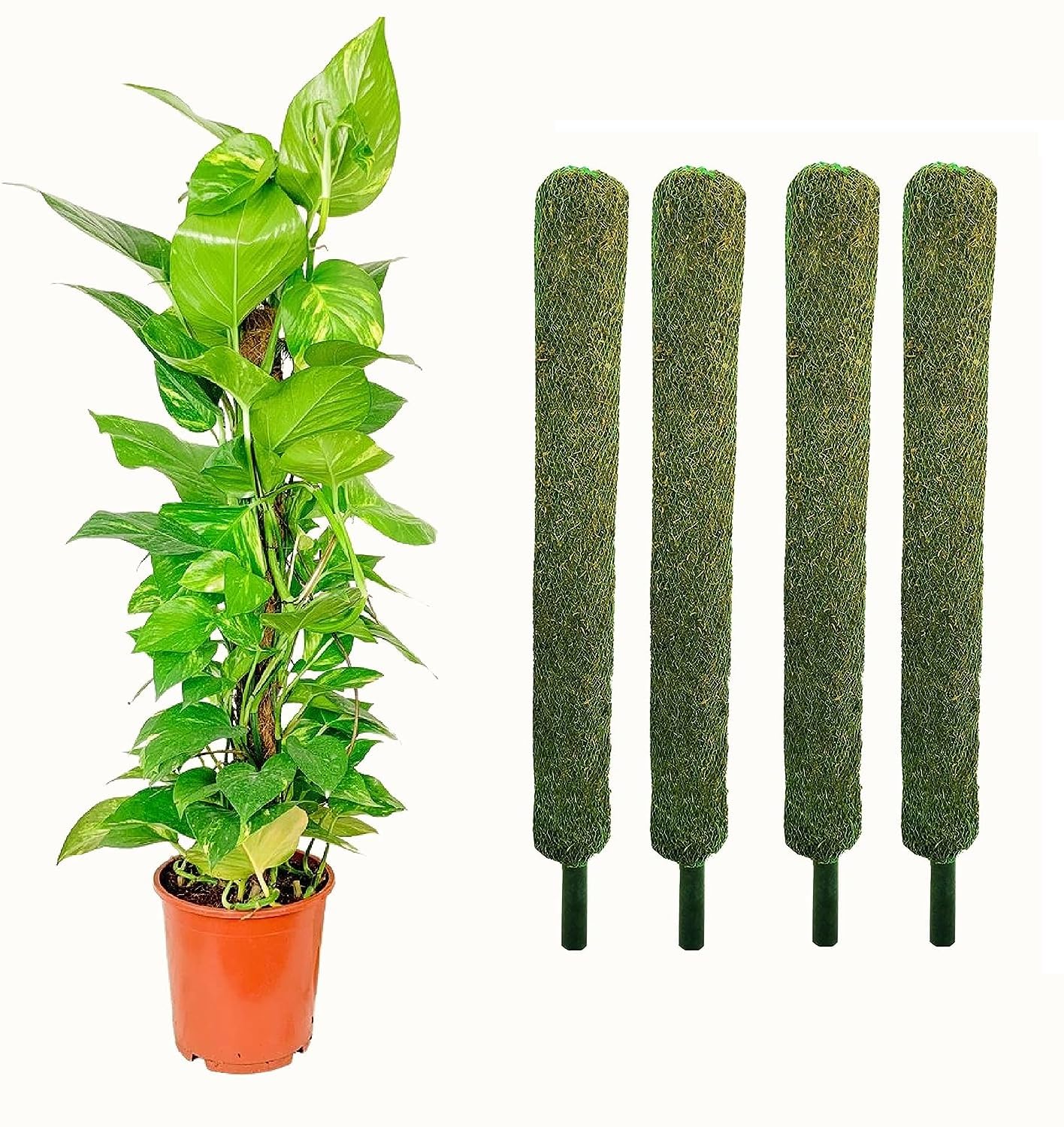 See full amazon price history chart for Moss Stick- Green Grass Pole for Plants Support, Moss Stick for Money Plant, Climbing Indoor Plants (Set of 4) (2 ft) (Mostick 2 Ft Set of 4) Moss Stick- Green Grass Pole for Plants Support, Moss Stick for Money Plant, Climbing Indoor Plants (Set of 4) (2 ft) (Mostick 2 Ft Set of 4) (B0CR4YMVF3) Amazon Price History, Amazon Price Tracker