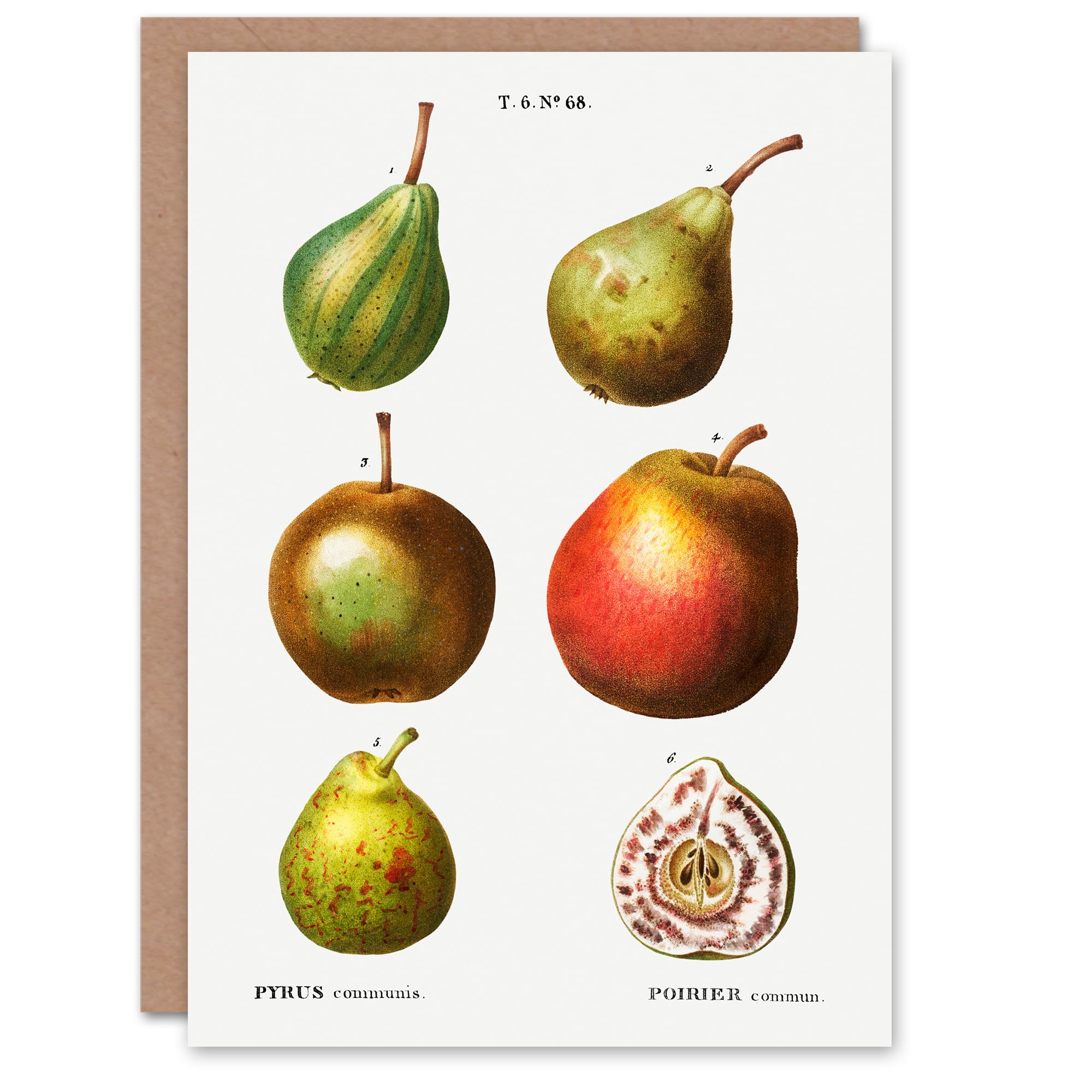 Artery8 Pierre-Joseph Redouté Art Card Pear Varieties Vintage Illustration