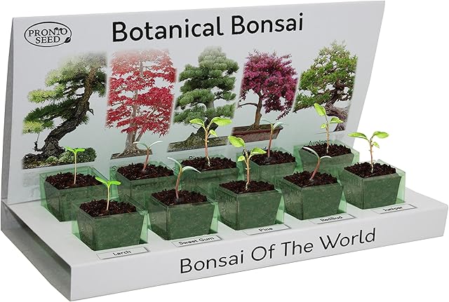 Pronto Seed Grow Your Own Bonsai Tree Kit Indoor Plant at Home Eco Grow Kit , 5 Seed Varieties with Eco Friendly Packaging - Gardening Gifts for Men and Women