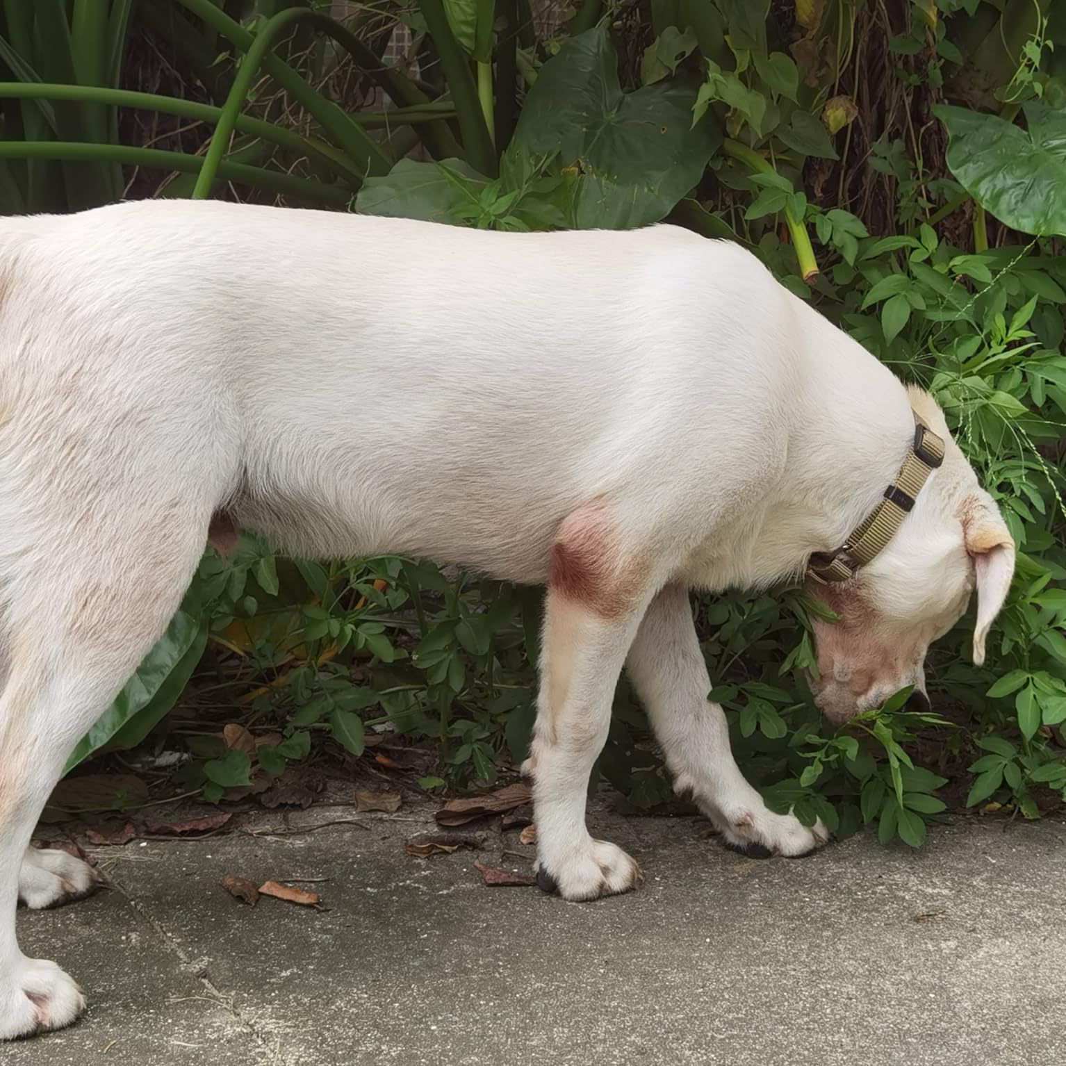 Collar de perro Martingala ajustable de nailon de alta calidad con hebilla de liberación rápida para perros de raza media, uso diario, ayuda para caminar y entrenar. (verde militar, mediano)