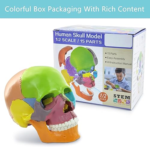 Miniatura 8 de Nuevo modelo de cráneo de anatomía 15 piezas de anatomía humana cráneo despiezado cráneo desmontable tamaño de palma mini modelo de cráneo médico de