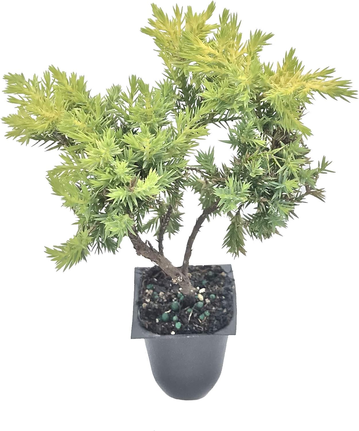 Gold Star Juniper | 3 Live Plants | Juniperus Chinensis | Low Maintenance Ground Cover, Evergreen Foliage, Drought Tolerant Shrub, Landscape Accent, Year-Round Interest, Dense Growth