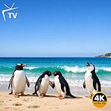 Penguins & Ocean Waves – Coastal Nature TV