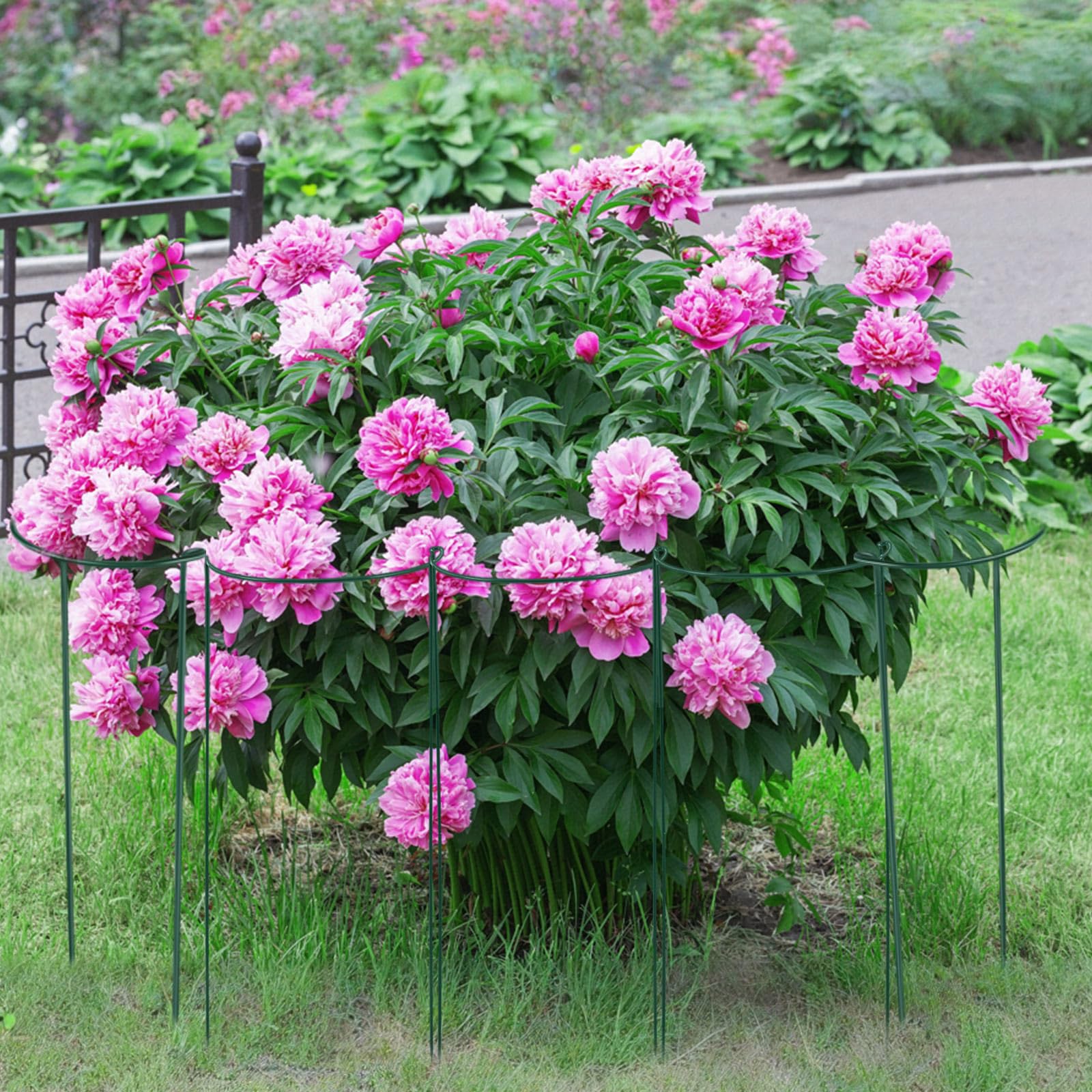 Tioncy Lot de 6 piquets semi-ronds en métal pour plantes d'intérieur et d'extérieur - Pivoine, tomate, amaryllis et hortensia - 50 cm de large x 152,4 cm de haut