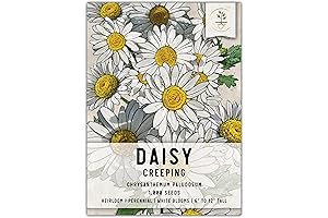 Flourishing Creeping Daisy Flowers: 1,000 Heirloom Seeds for Captivating Landscapes