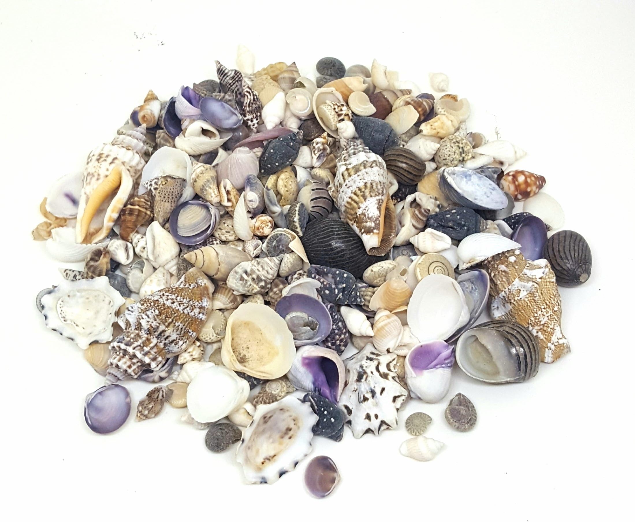 100g Small Sea Shells Mix 1, SeaShells for Craft and Display