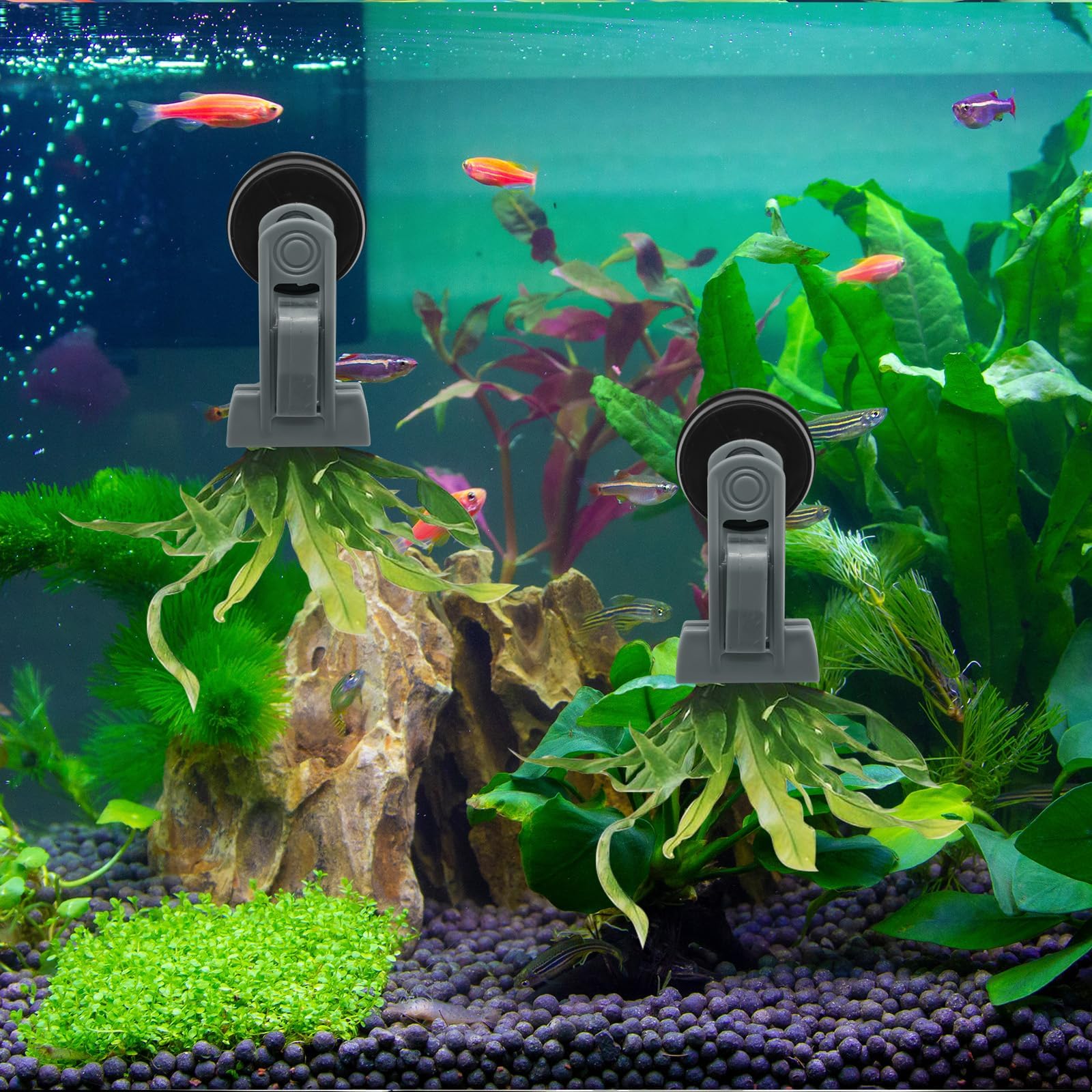 2 comederos para Peces de Colores, Accesorios para acuarios de Agua Salada, imán para Algas, Clips magnéticos para acuarios, Anillo de alimentación para peceras, Apto para Mascotas acuáticas