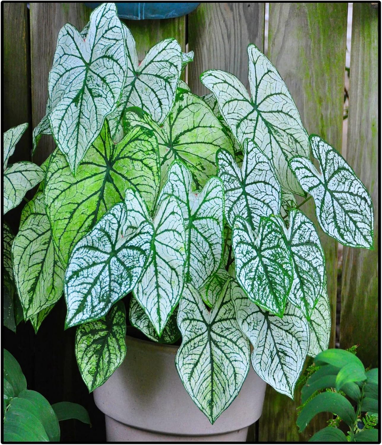 Elephant Ear Tubers Bulbs Bulk Flower Plant Planted Lovely