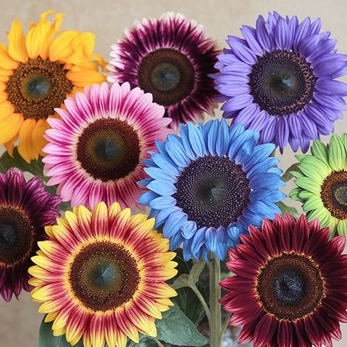 Miniatura 6 de Más de 200 semillas de girasol gigantes para plantar, semillas de girasol mixtas sin OMG, flor perenne que atrae a los polinizadores