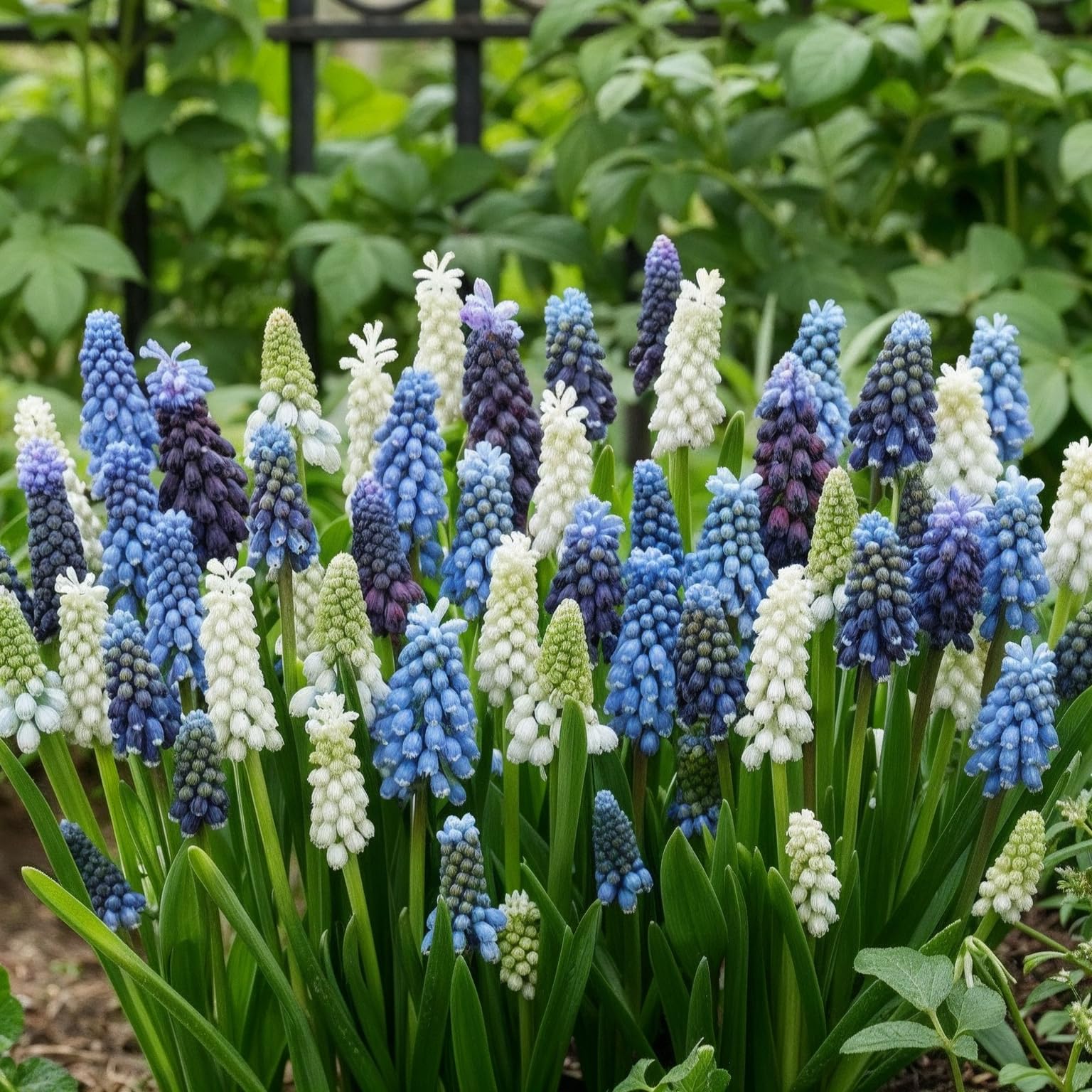 Muscari Budget Mischung (100 zwiebeln), Mix von 5 Sorte und Farbe aus Holland, Echte Winterhart e und mehrjährig Traubenhyazinthe Knollen/Blumen/Zwiebel (kein samen) für Garten und Töpfe