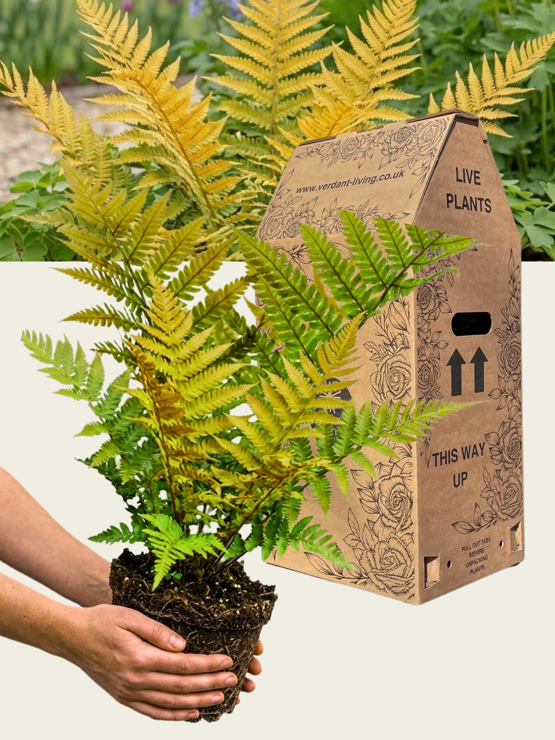 Dryopteris Jurassic Gold Fern – 1x Large & Well Rooted Outdoor Garden Ready Plant. Golden to Green Evergreen Frond. Hardy Woodland Perennial for Borders, Patios & Gardens. Supplied in 3L / 19cm Pot