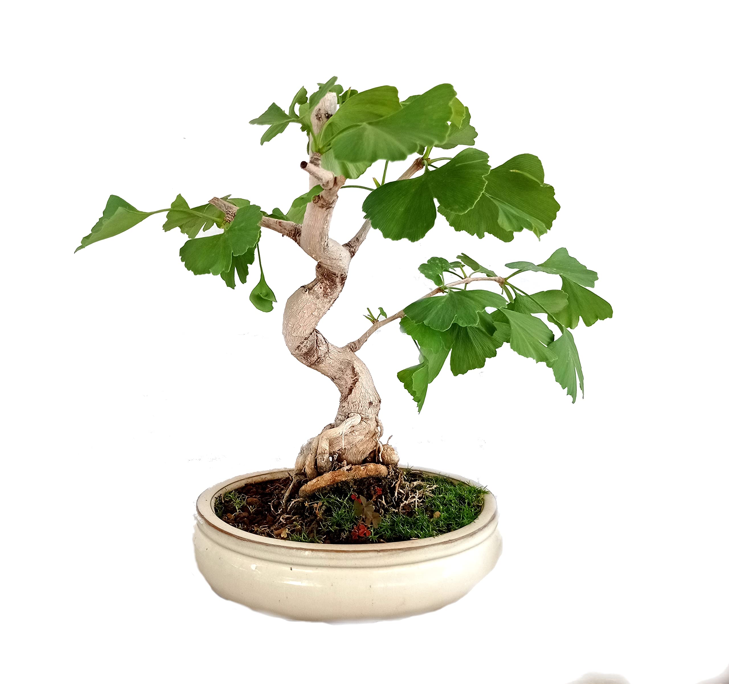 Ginkgo biloba bonsai 🥇 ¡VER PRECIOS · Comprar Online Marzo 2023!