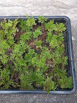 岩松　岩ヒバ　超豪華 岩松 イワヒバ 岩ヒバ 盆栽 山野草 高山植物 219