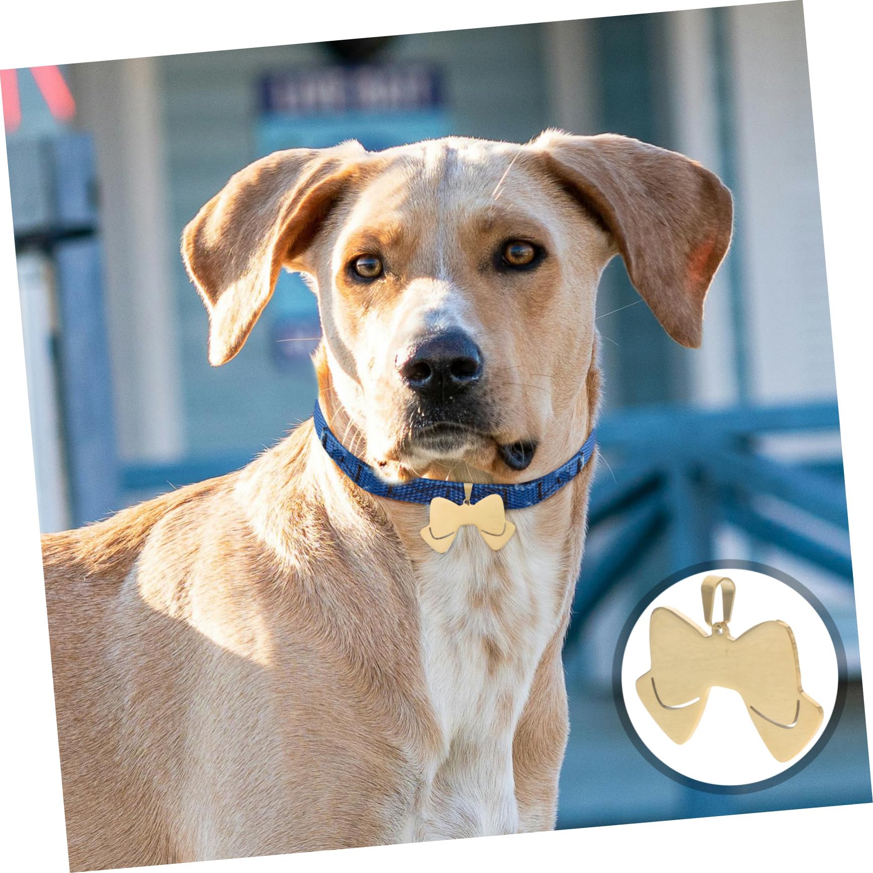 Sosoport 20pezzi Medagliette Per Cani Forma Di Fiocco Targhette Identificative Acciaio Inossidabile Per Cani e Gatti Personalizzabili Con e Telefono Cute e Versatili Per Animali Domestici