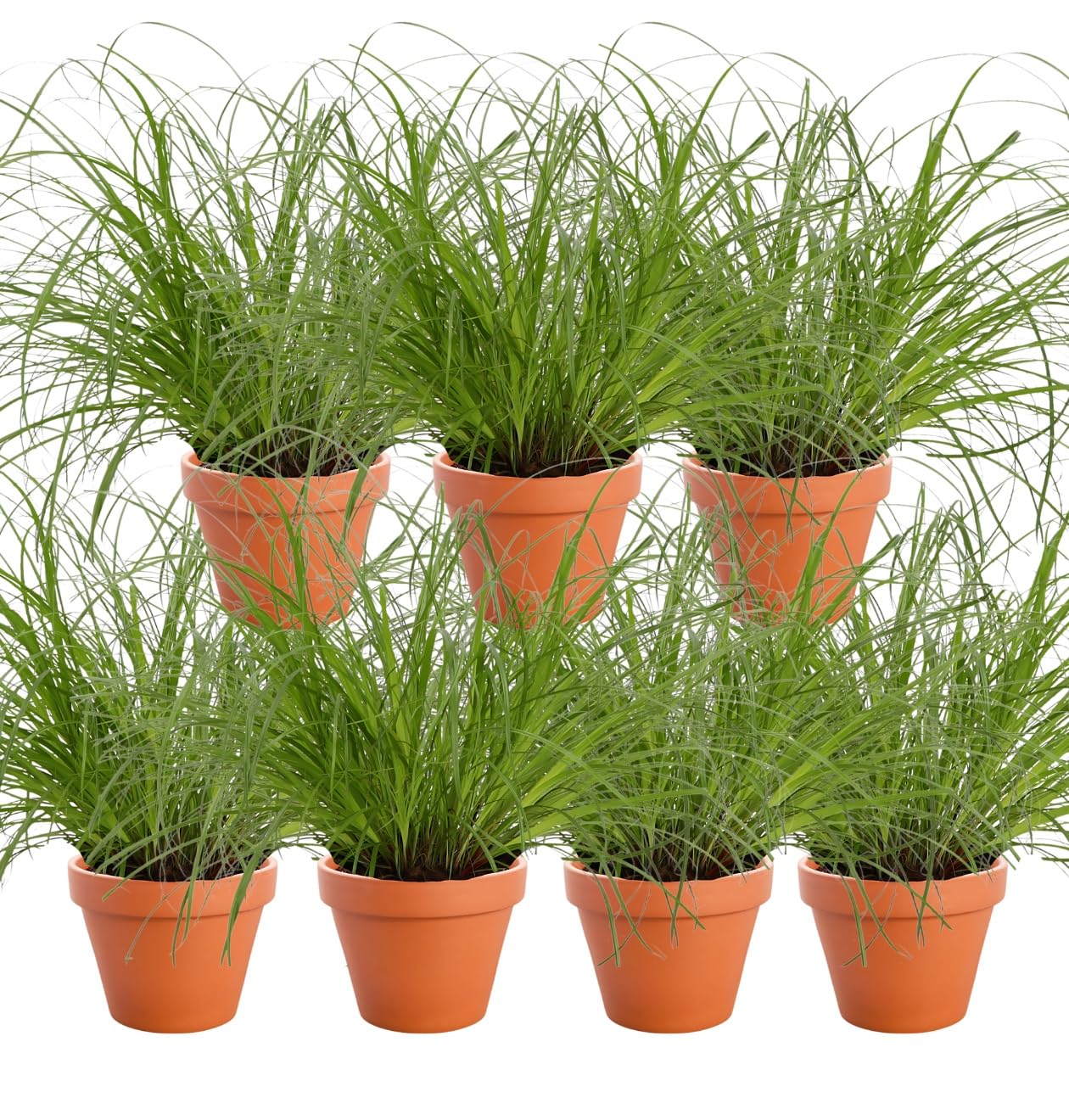 Lot de 7 plantes “Herbe à chat”, +/- 20–30 cm, ø 10–15 cm pot, 7x Herbe à chat pour la maison et le bureau, non toxique & sans danger pour les animaux, qualité du professionnel des plantes