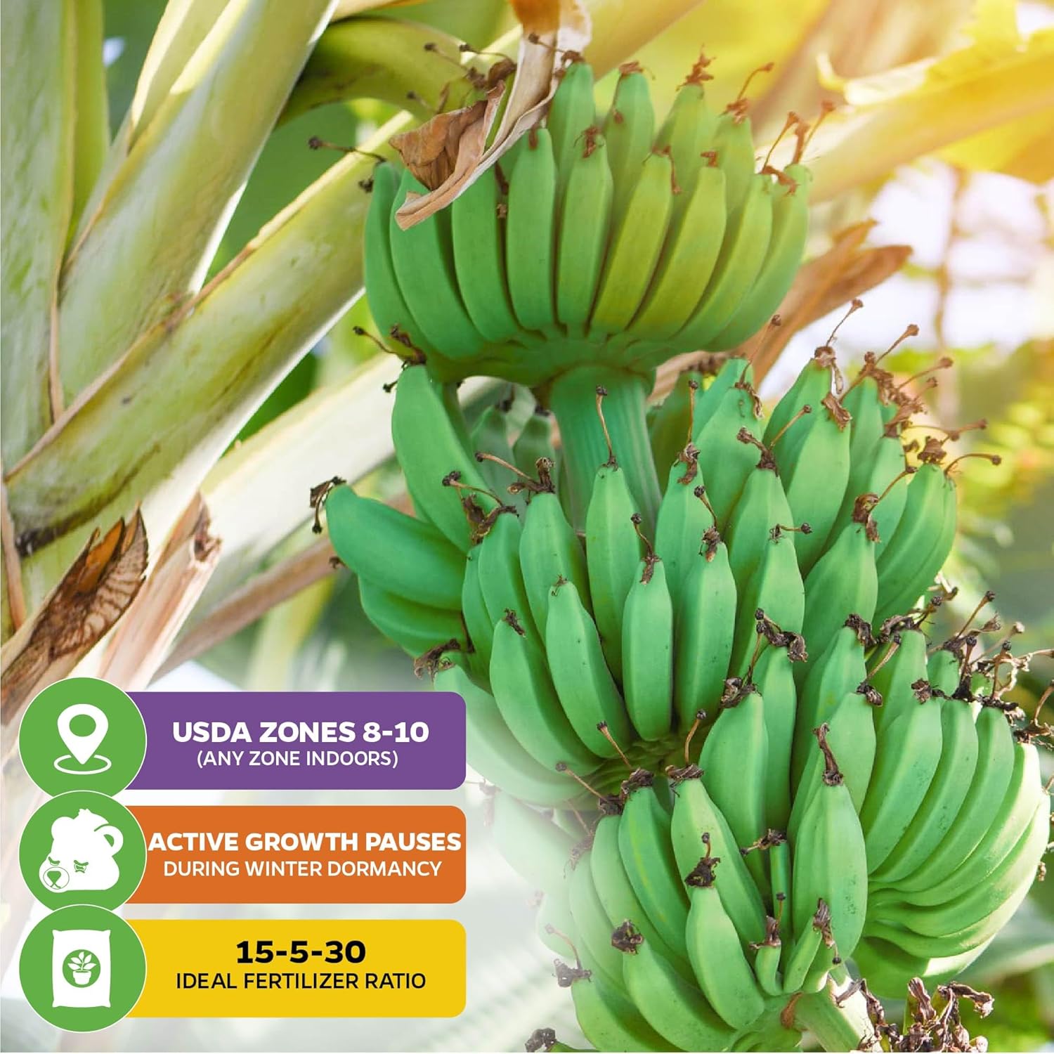 Ice Cream Banana Tree Live Plant - Musa acuminata - Wellspring Gardens Starter Plant - Easy to Grow Plants for Nature Lovers & Gardeners- Outdoor Planting in Outdoor & Patio