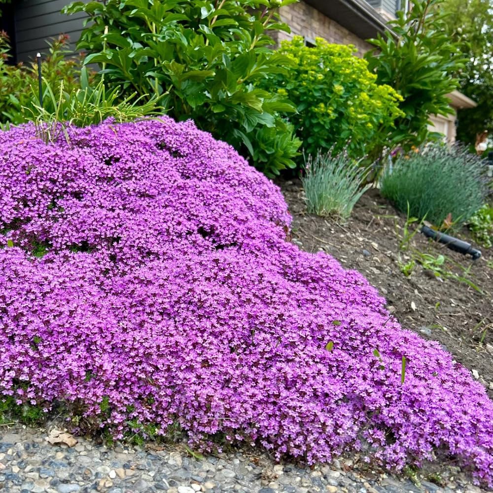 Semi Di Timo Strisciante Rosso - Pianta Coprisuolo Perenne, Non-OGM, Per Giardino E Balcone - Foto 11