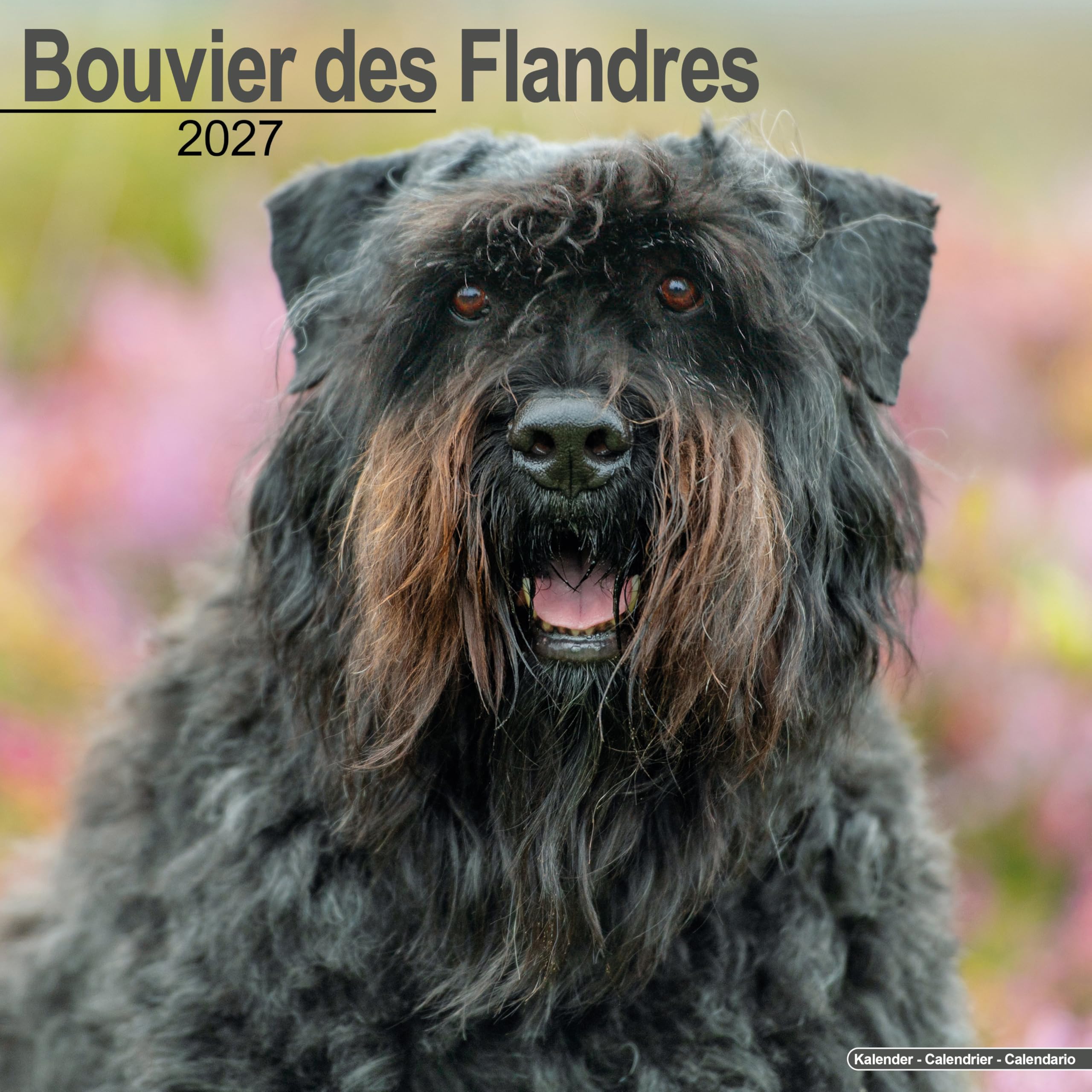 Bouvier Des Flandres Calendar 2027, Wall Calendars, Month To View, Dogs, Gift
