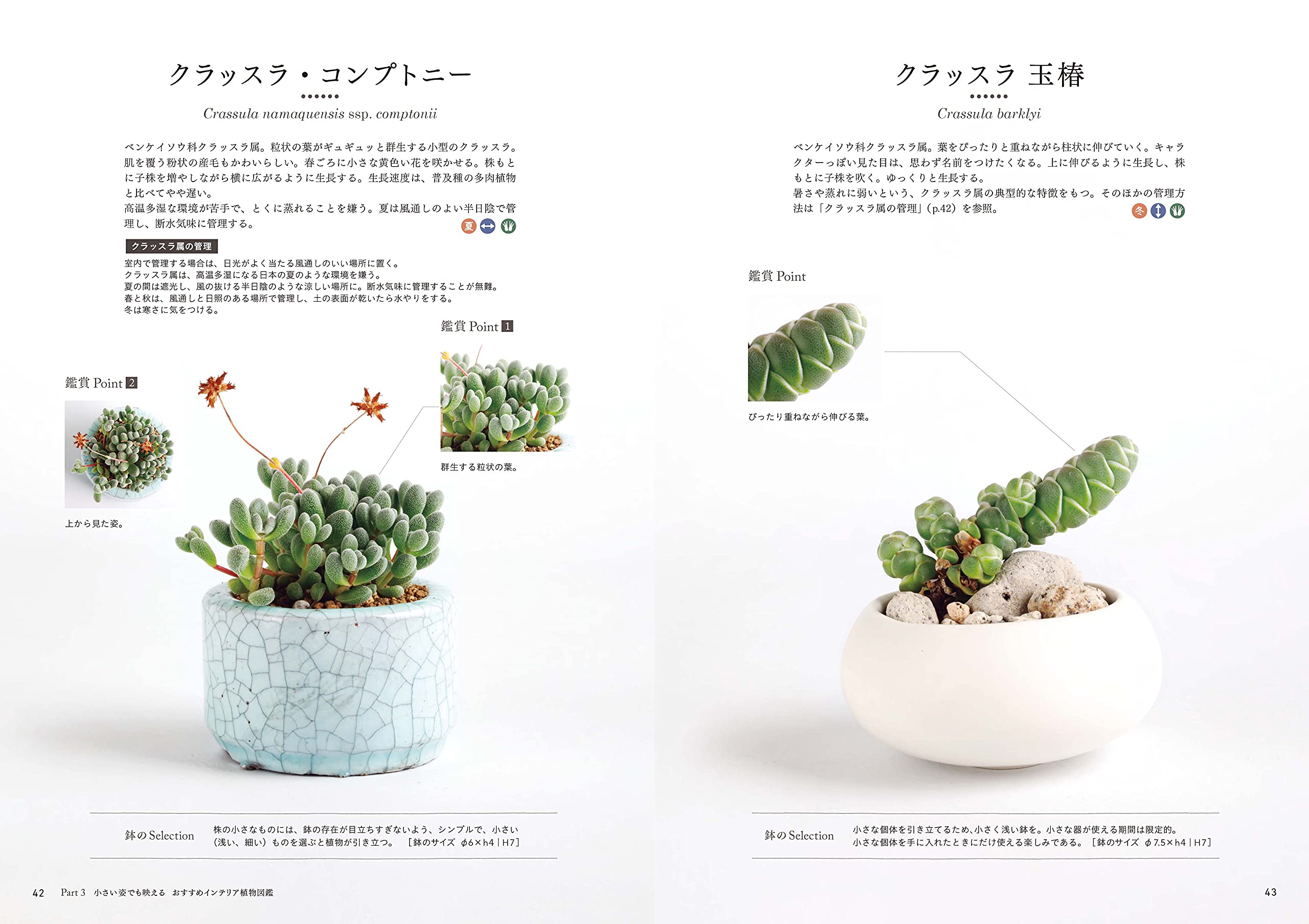 小さな鉢からはじめる 長く楽しむお部屋の植物 境野 隆祐 本 通販 Amazon