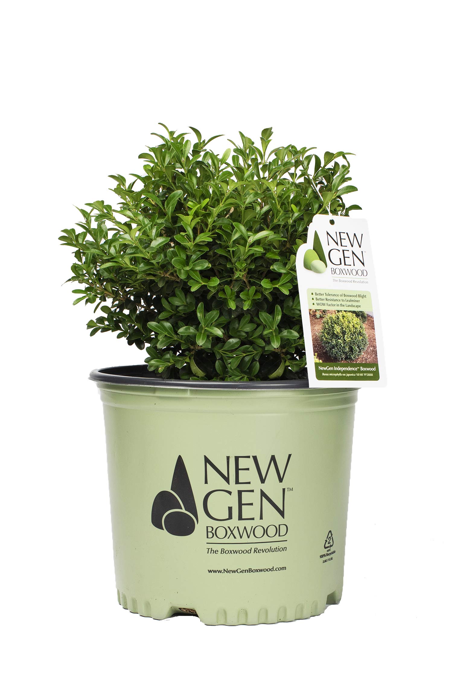 Buxus NewGen Independence (Boxwood) Evergreen, 3-Size Container, Green Foliage