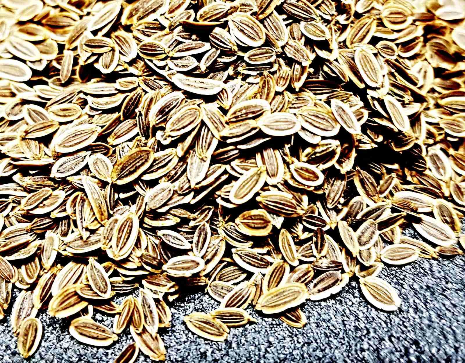 Dill Samen Mammut, Anethum graveolens, größte Dill Sorte (10.000 Samen)