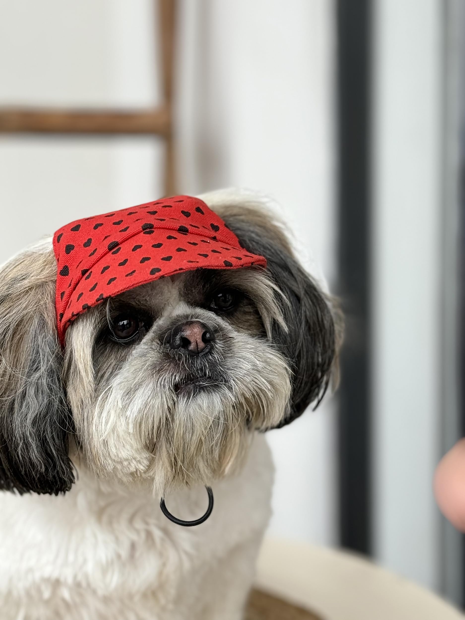 See full amazon price history chart for Pawgy Pets Dog Cap Red Hearts (Large) Pawgy Pets Dog Cap Red Hearts (Large) (B0D459VGVC) Amazon Price History, Amazon Price Tracker