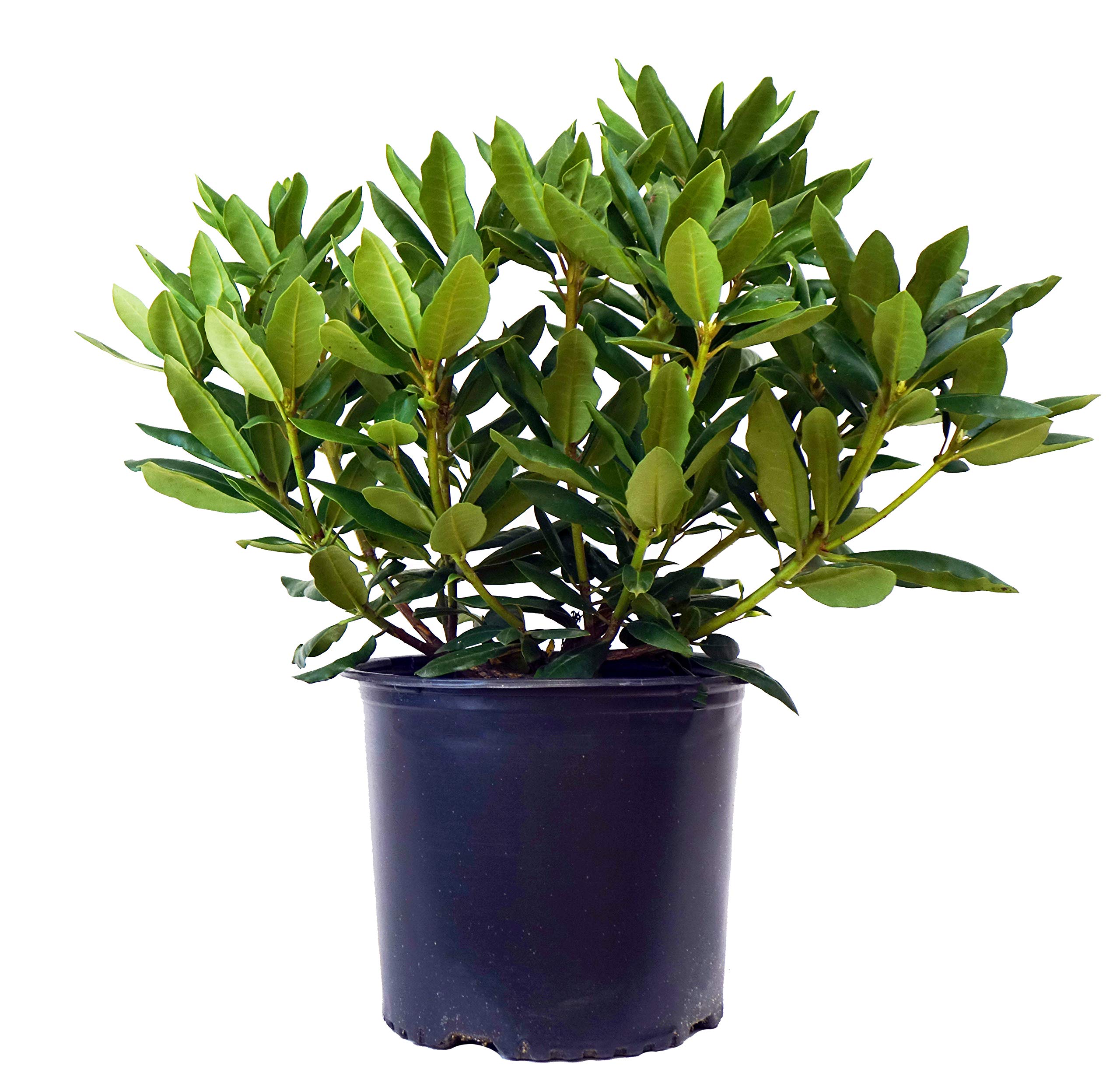 Green Promise Farms Rhododendron CAT. Roseum Elegans