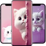 Cute Cat Wallpapers HD