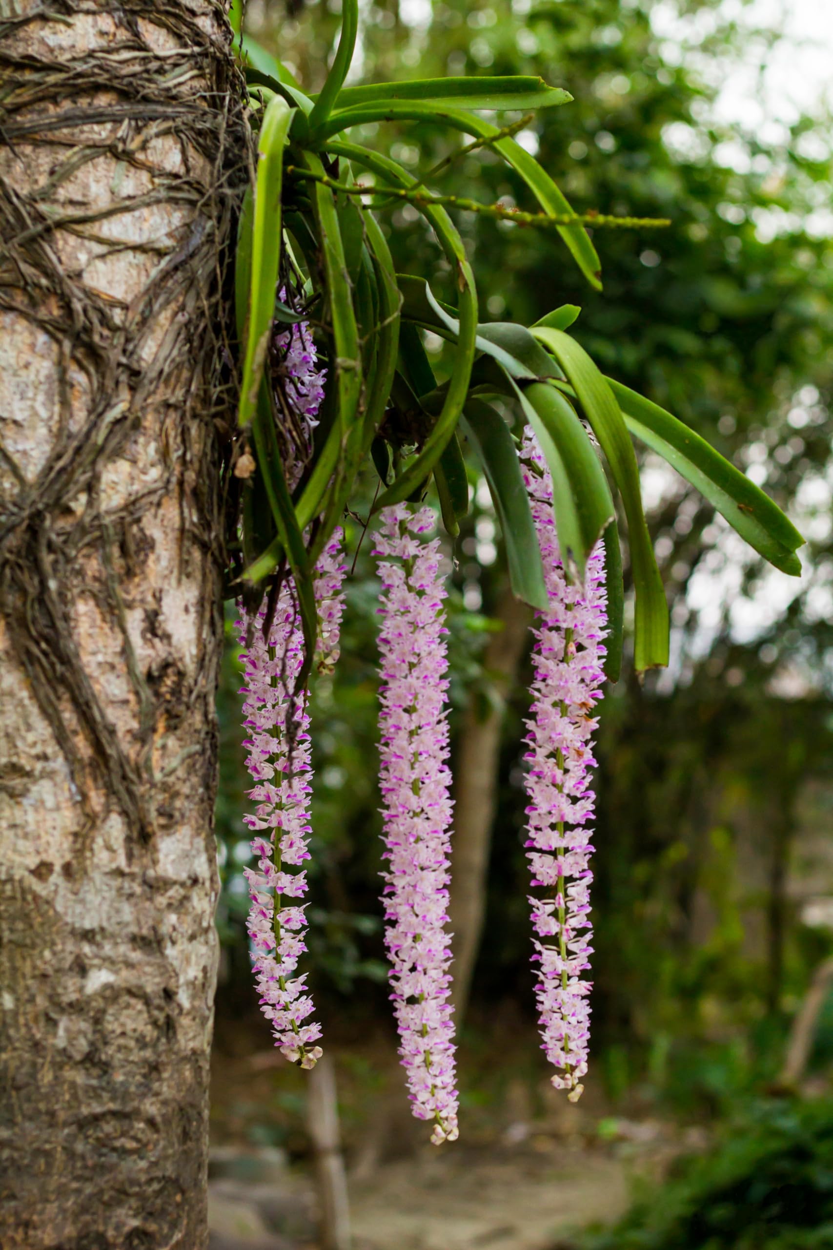 Live Orchid flower Plant original pack of 1 (B0CNTJXP4F) Amazon Price History, Amazon Price Tracker