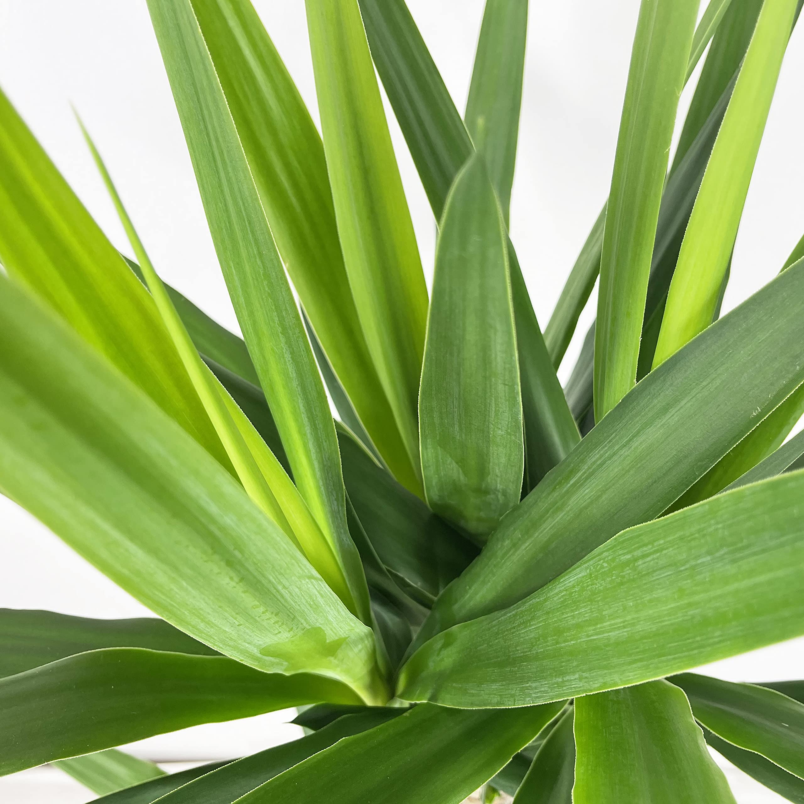 KENTIS - Yucca - Tronchetto della Felicità - Piante Vere Grasse Succulente da Appartamento - Pianta Ornamentale da Interni - H 135-145 cm Vaso Ø 24 cm