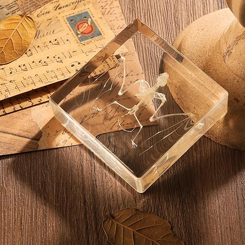 Espécimen de esqueleto de murciélago real en resina para educación científica en el aula, gran regalo para fanáticos de la taxidermia, cráneo