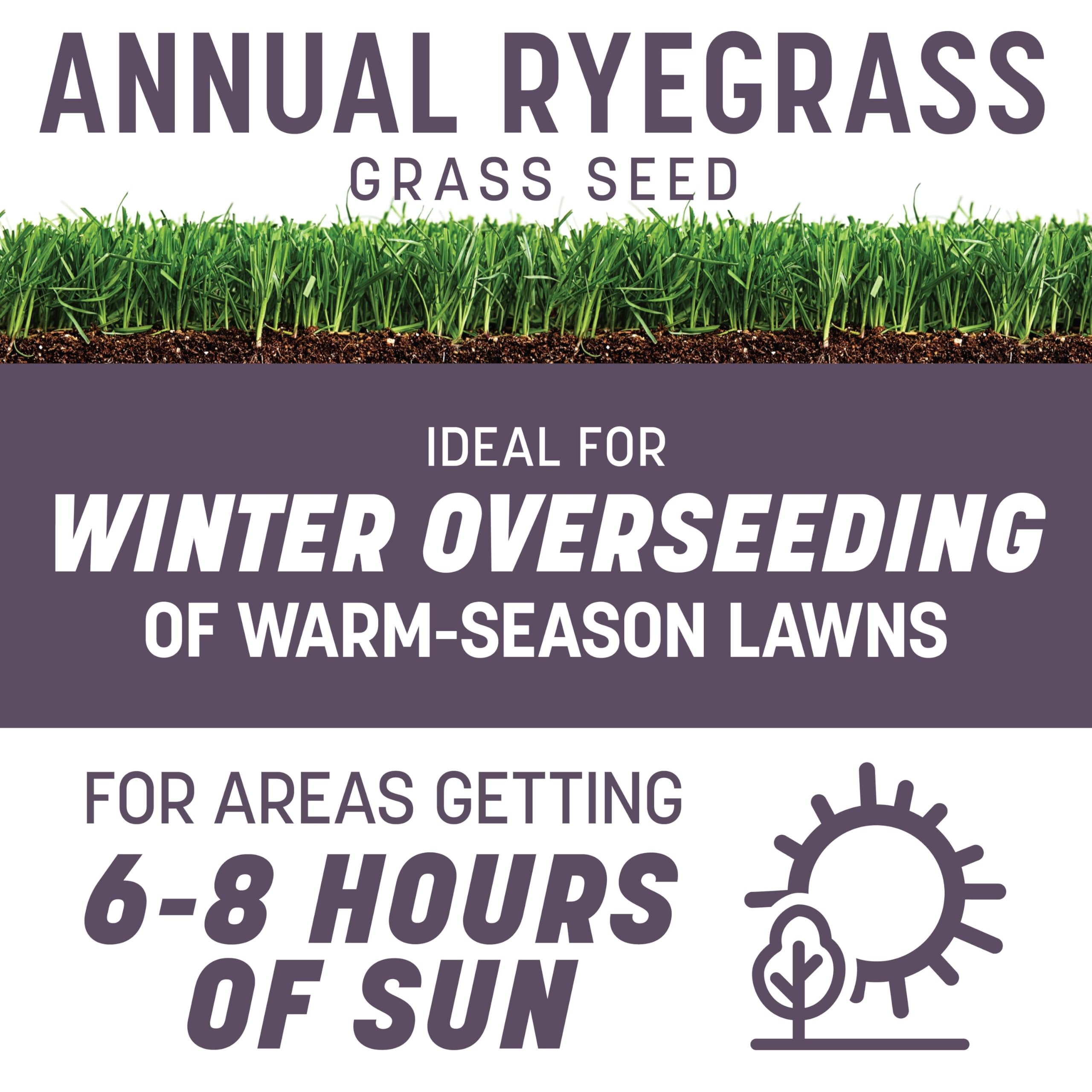 Pennington Annual Ryegrass Seed - Fast Lawn Color -2