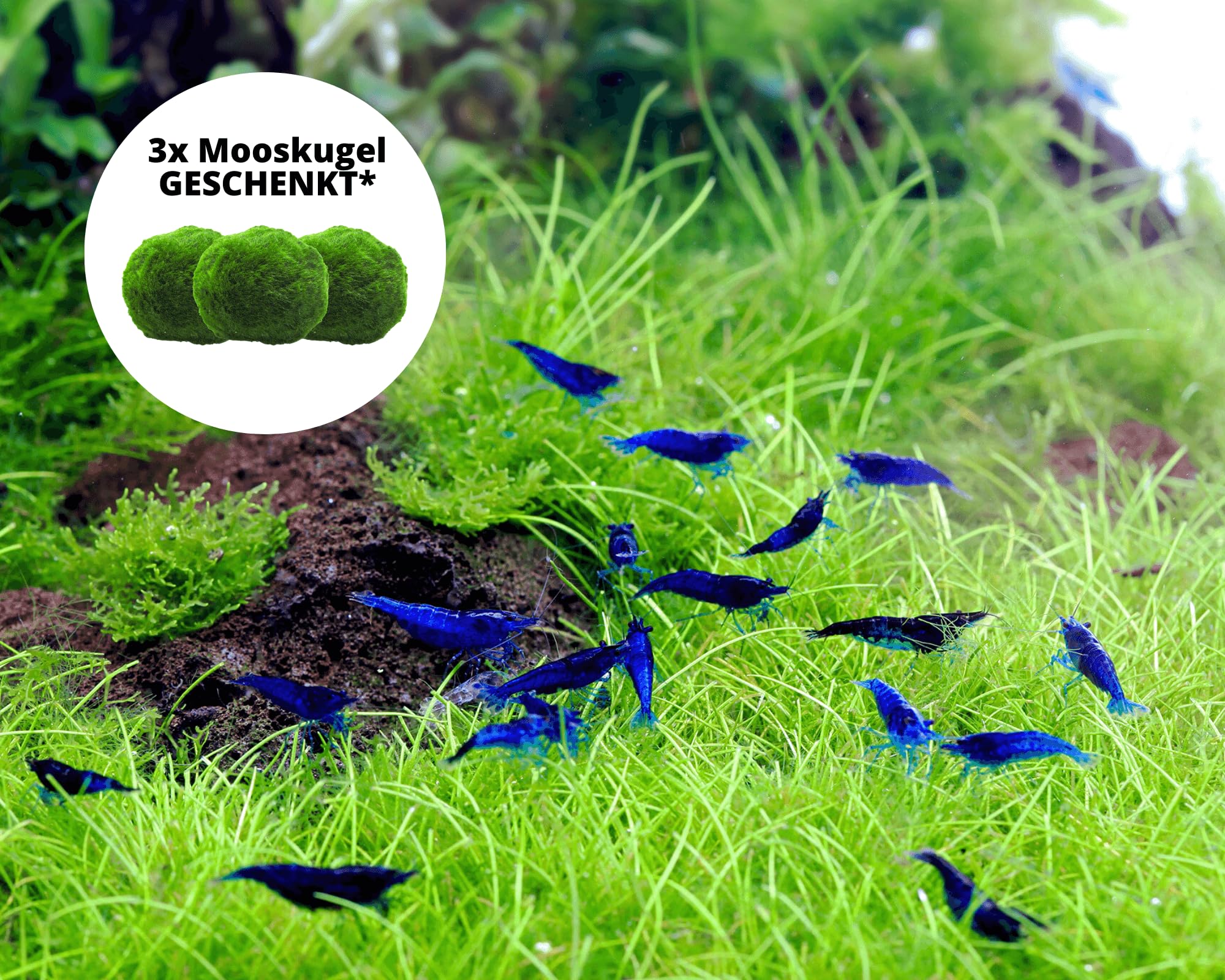 Garnelen 15x Neocaridina Set + 3X Mooskugel - Farbige Ziergarnelen für Leitungswasser - Pflegeleicht & vermehrungsfreudig - Mit Cladophora Algenkugeln als Filter & Versteck im Aquarium