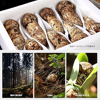 Amazon.co.jp: 新鮮 松茸 まつたけ マツタケ 中国産 高原、原生林の