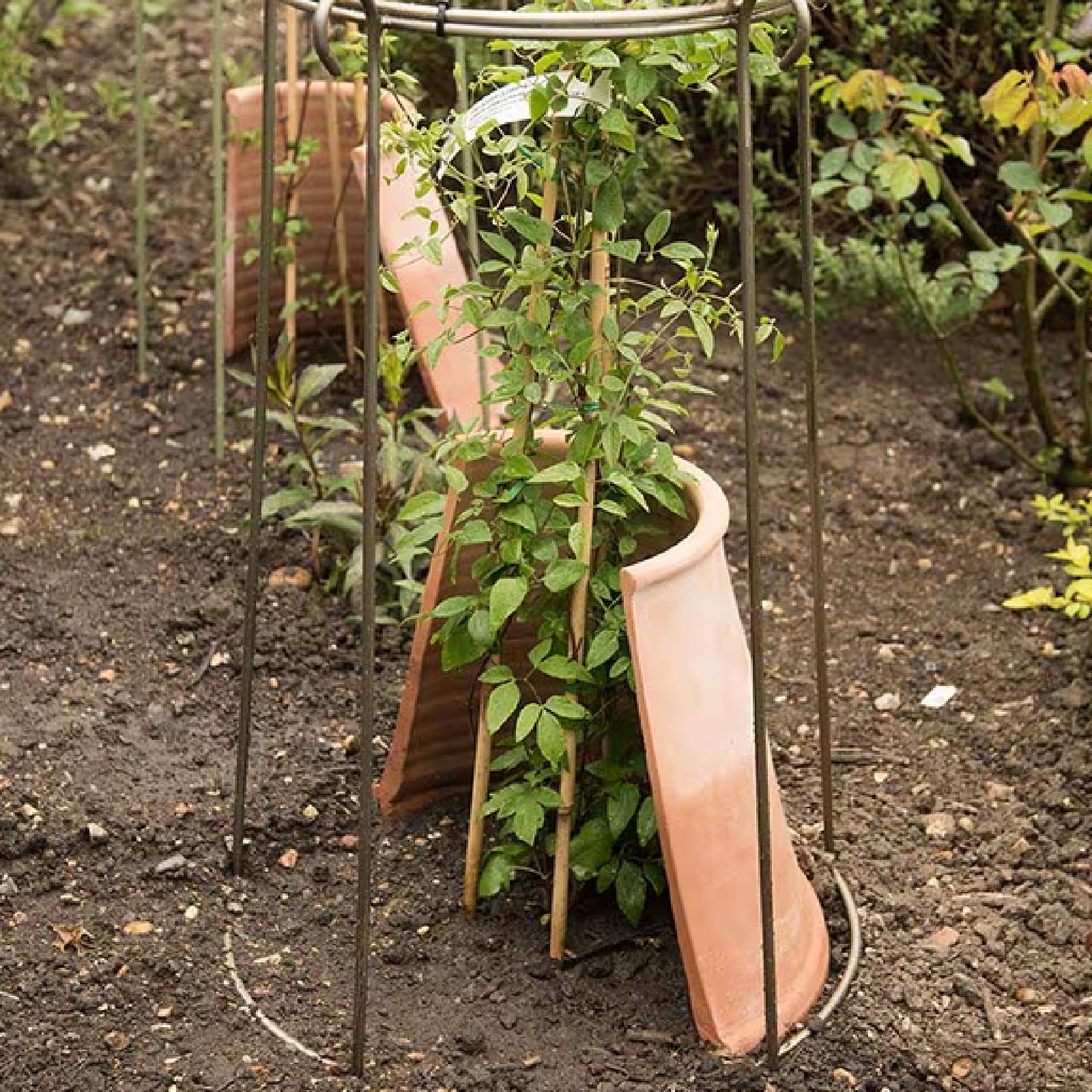 Rizomas de ClemáTide perenne, peonías resistentes, ideales para la decoración-15 Rizomas -E