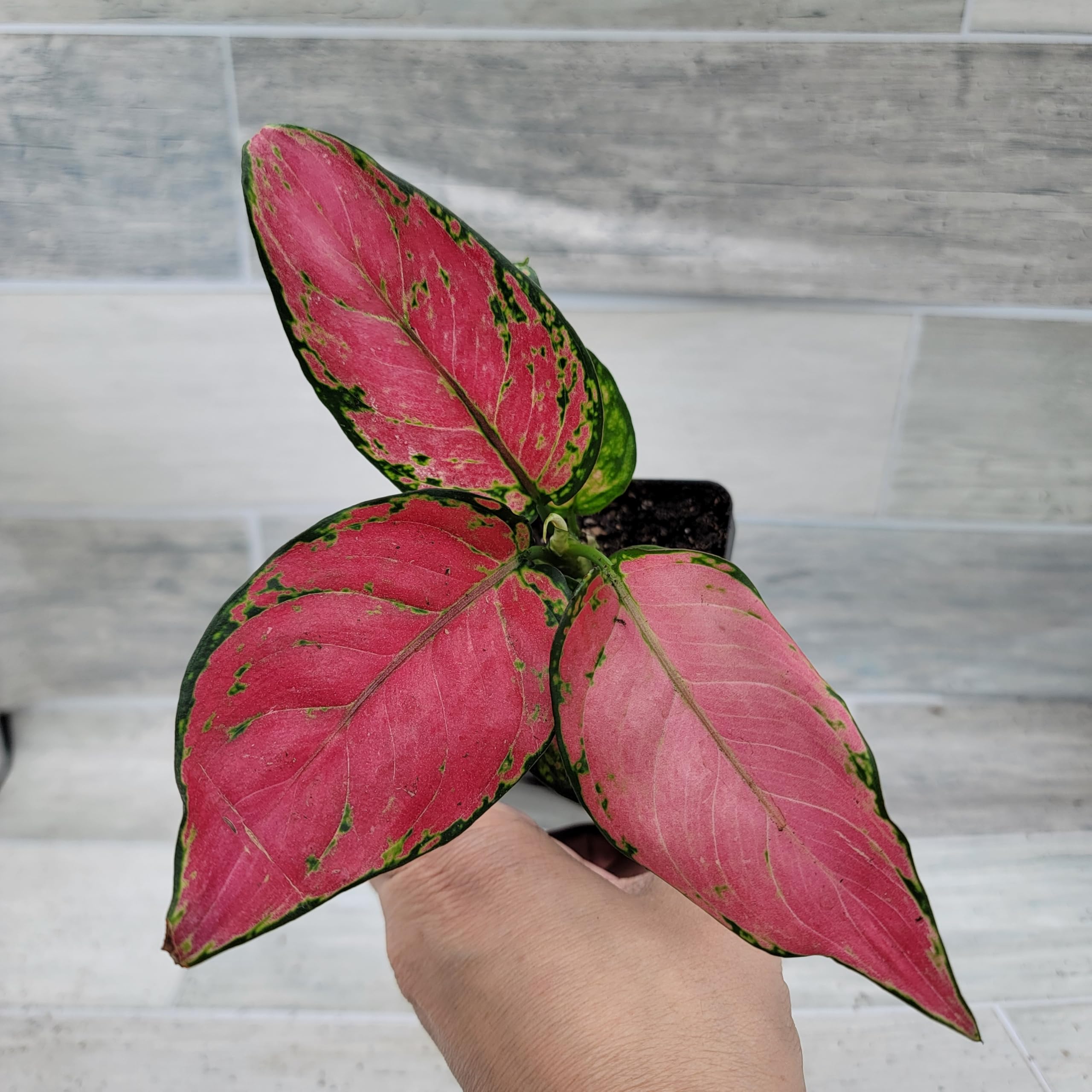 Amazon.com : Aglaonema Wishes Pink Lady Valentine, Chinese Evergreen Live  Rare House Plants All Plants are Fully Rooted Plants in 4 inch Pot by  3exoticgreen : Patio, Lawn & Garden