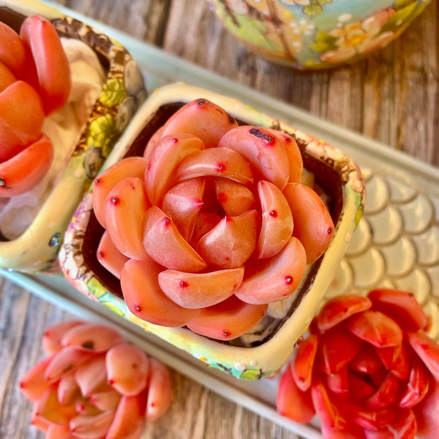 Echeveria Red Wine Champagne Succulent Kit - with Plastic Pot, 1 Head 2" Live Plant, Compressed Soil & Guide, for Garden Indoor Office Desk (1, Echeveria Red Wine Champagne)