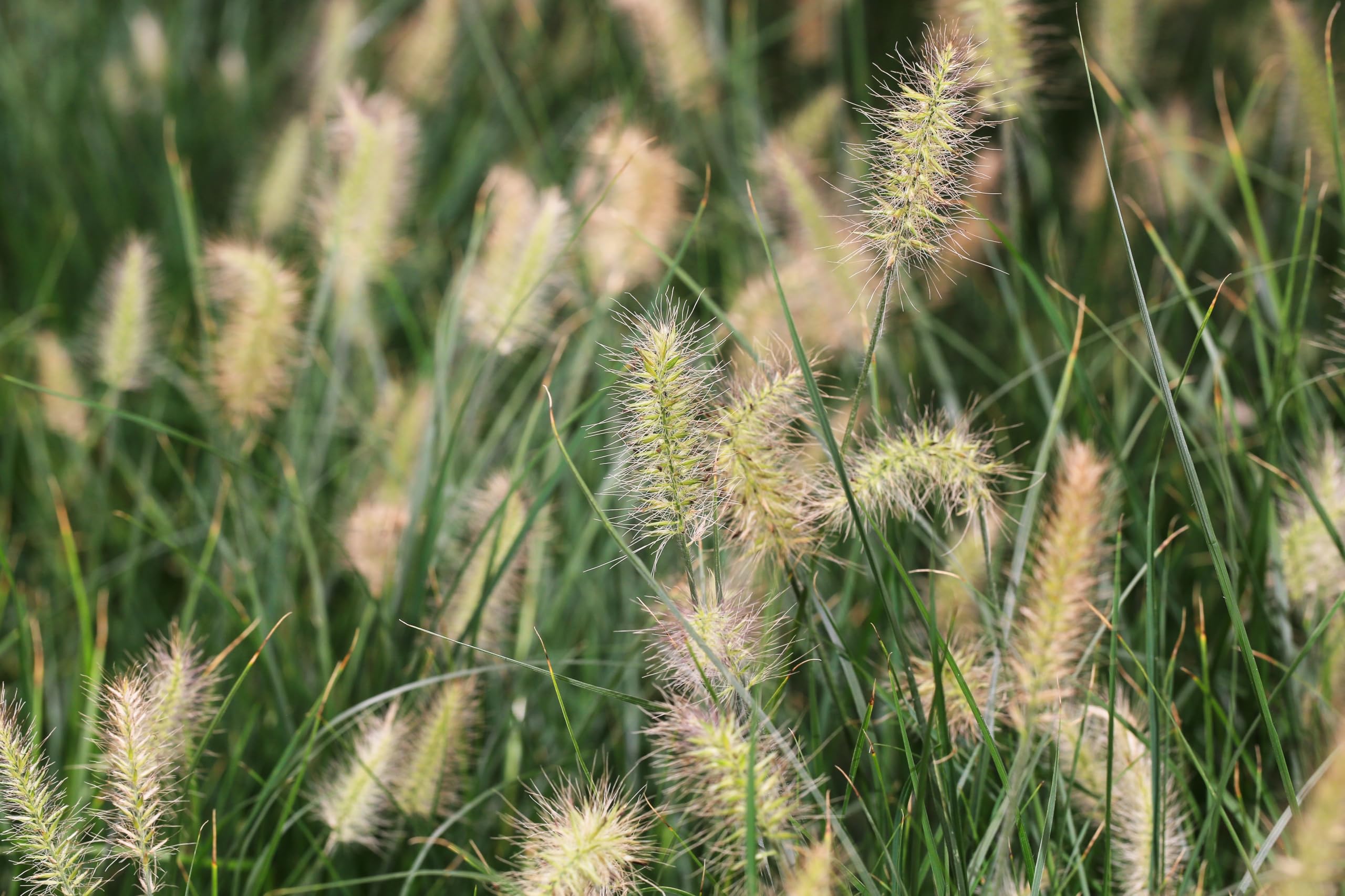Stauden Gänge 10 x Pennisetum alopecuroides 'Little Bunny' winterhart | Niedriges Ziergras für Sonne, Blüte August bis Oktober, mehrjährig, 1 L Topf (11x11 cm)