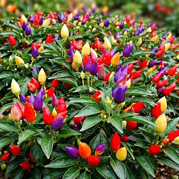5 Color Pepper Plant Seeds for Planting | 25+ Seeds | Exotic Garden Seeds to Grow Multicolored Peppers | Amazing