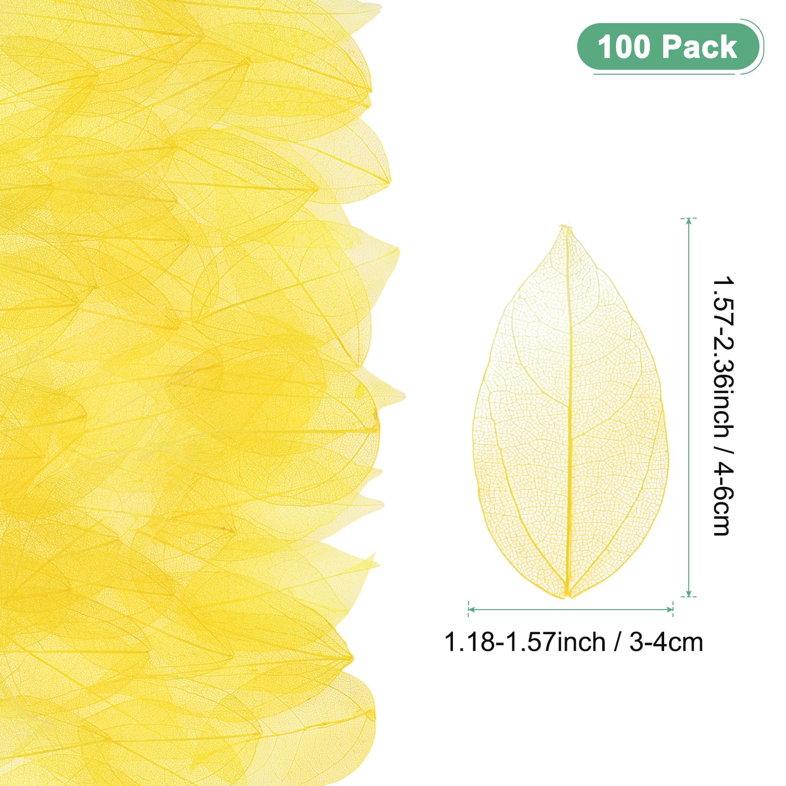M METERXITY 100-Pack Skeleton Leaves - Image 3