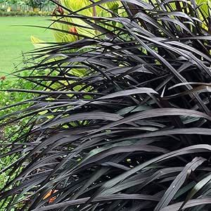 Pink Muhly Grass Live Plants (Pack Of 3) – 5-9 Inch Tall, Ornamental Perennial Grass For Landscaping