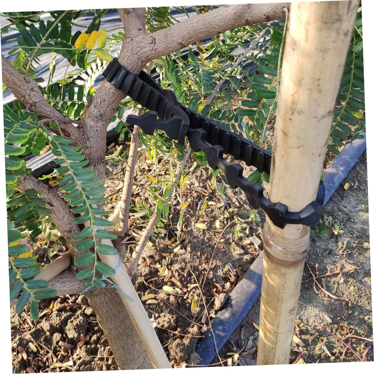 ibasenice Baumbindegurte Gartenbaumbinder 10 Stück Verstellbar Astgurt Gummi Verschlussband Uv Beständig Wiederverwendbar Für Obstbaum Stabil Und Pflanzenschonend